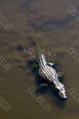 Alligator