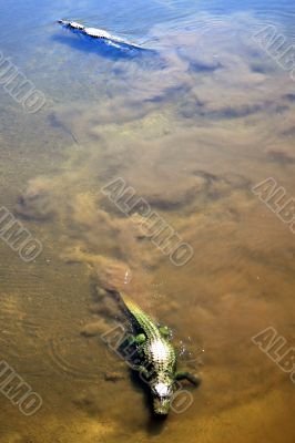 Alligators