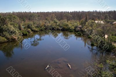 Alligators