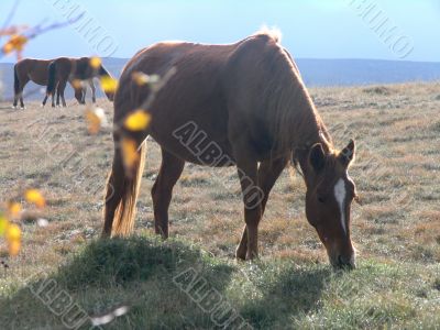 wild horse