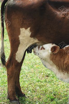  cowbaby carl cow curious eat eating