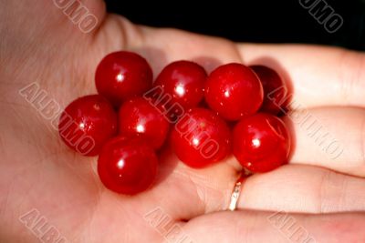 Red currant on a palm