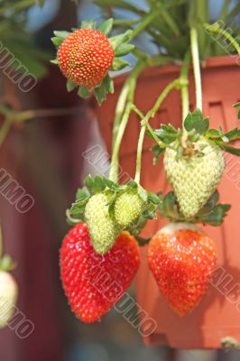 Strawberry plants