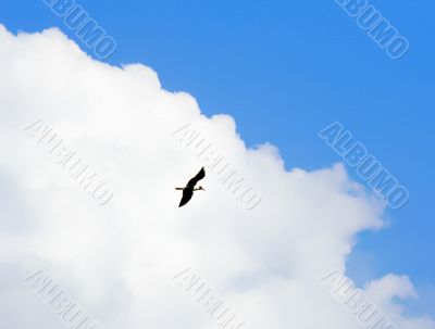 Bird at clouds
