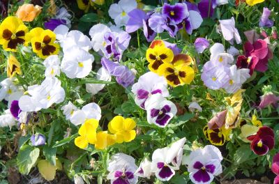 Colored flowers