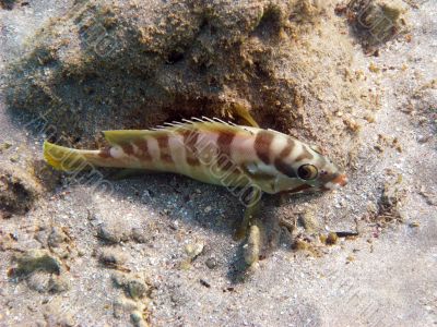 striped tropical fish