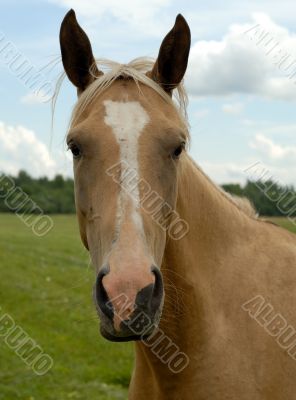 Horse