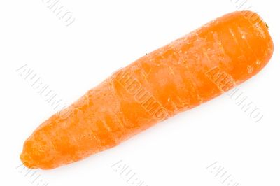 carrot