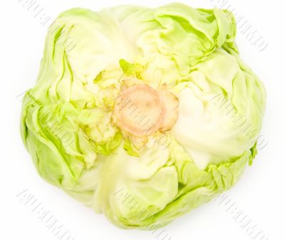 heads of cabbage
