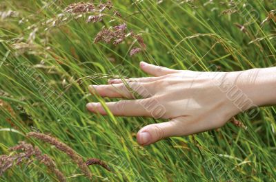 meadow hand