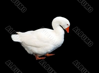 White Goose Isolated on Black