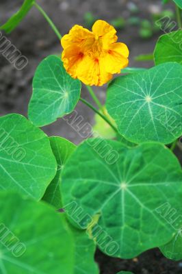 Nasturtium