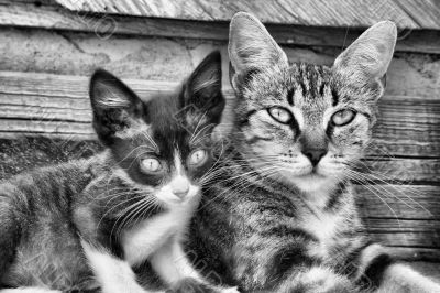 Cat Portrait