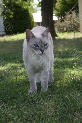 Cat Portrait