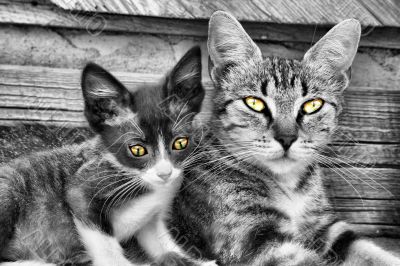 Cat Portrait