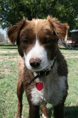 Australian Collie Dog