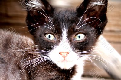 Cat Portrait