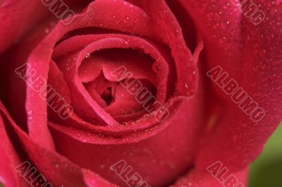 Macro Red Rose Blossom