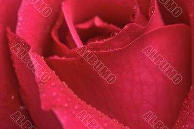 Macro Red Rose Blossom