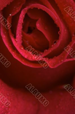 Macro Red Rose Blossom
