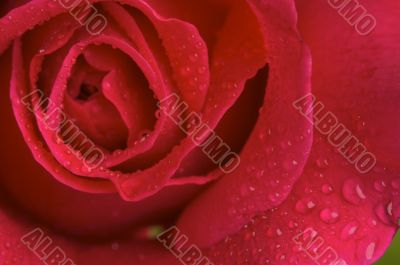 Macro Red Rose Blossom