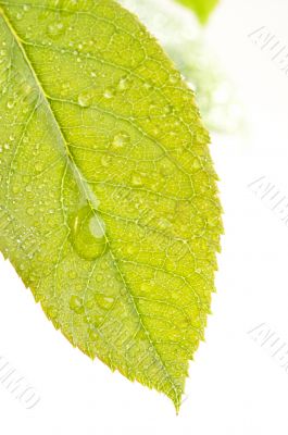 Close Up Leaf & Water Drops