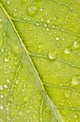 Close Up Leaf & Water Drops