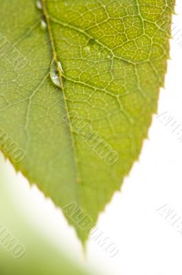 Close Up Leaf & Water Drops
