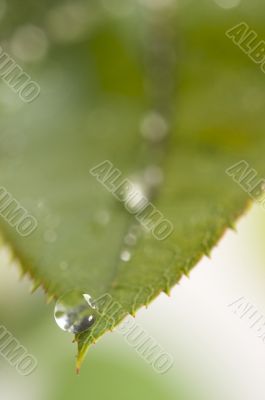 Close Up Leaf & Water Drops