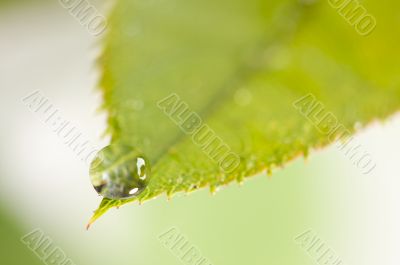 Close Up Leaf & Water Drops