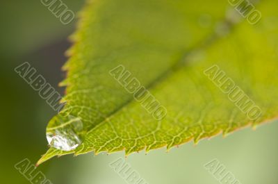 Close Up Leaf & Water Drops