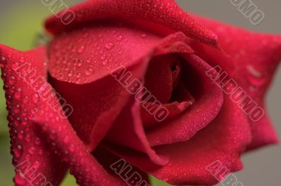 Macro Red Rose Blossom