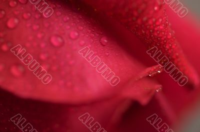 Macro Red Rose Blossom