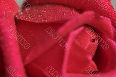 Macro Red Rose Blossom