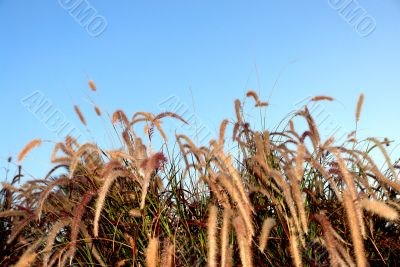 Blooming grass on the background of the sky