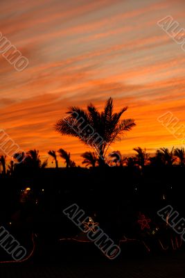 Palm tree on the background of the evening sky