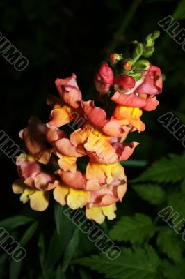 Snapdragons