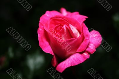 Pink rose