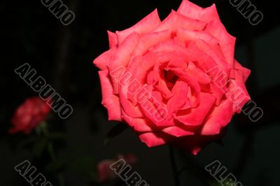 Pink rose