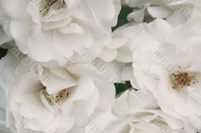 White roses