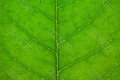Anatomy leaf