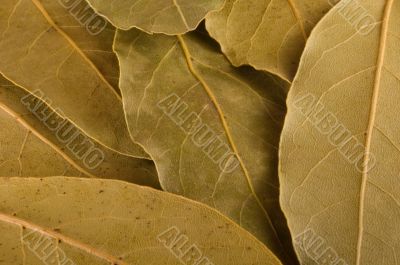 laurel leaves