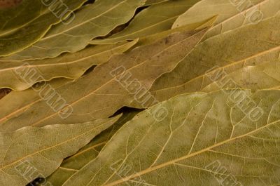 diagonal laurel leaves