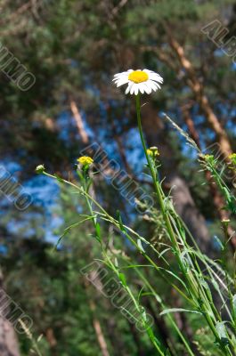 camomile in the forest