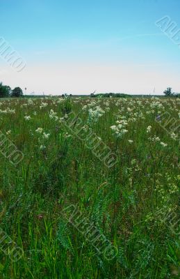 meadow & sky
