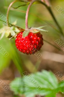 wild strawberry