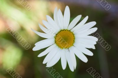 camomile