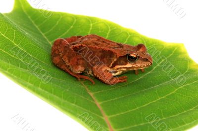 brown frog