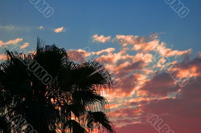 palm in the evening