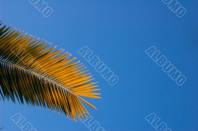 palm & sky